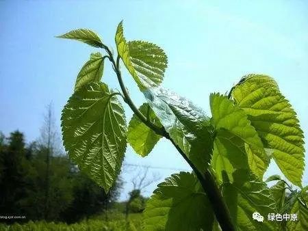 活动招募|春天来了,种树去吧!寻回乡魂,护佑蓝天,绿色中原邀...