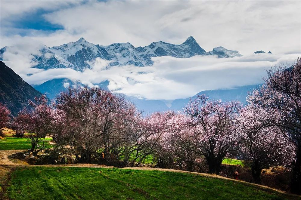 金川梨花,塔公,然乌湖,波密,南迦巴瓦,林芝桃花,墨石公园12日深度摄影