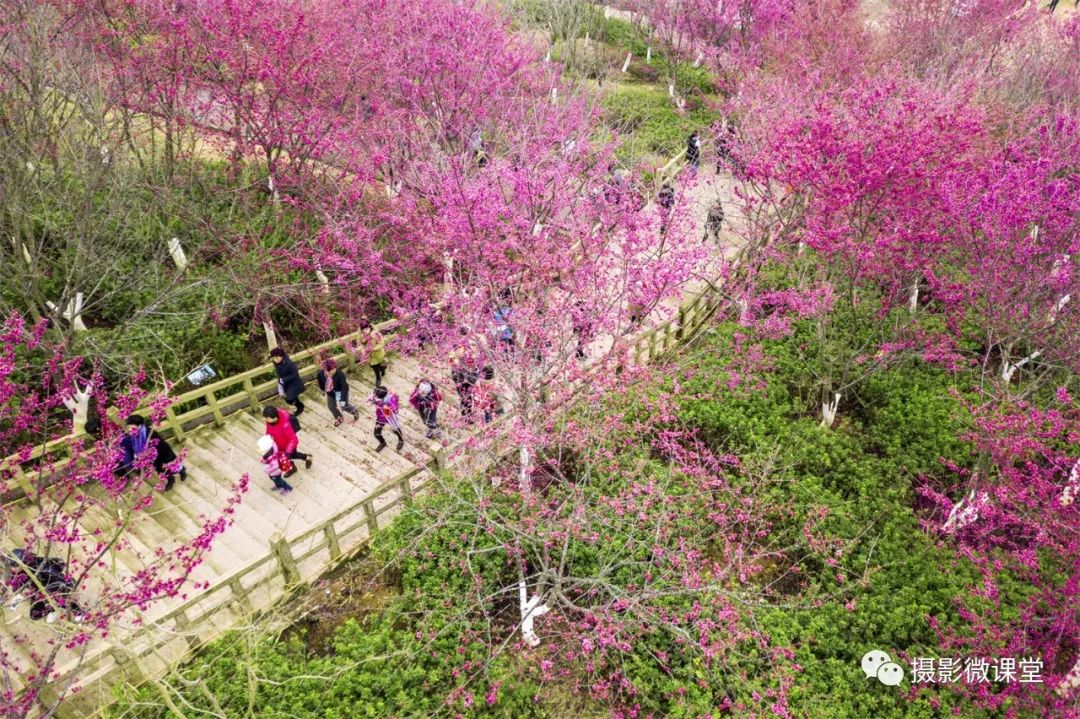 闽南春色永福樱花2月春节假期福建厦门永福樱花永定土楼群南靖土楼群