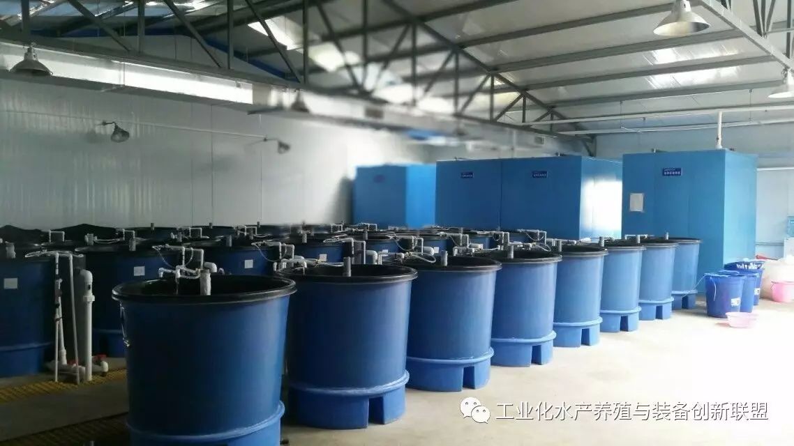 淡水鱼养殖工业化生产变革践行者—黄颡鱼
