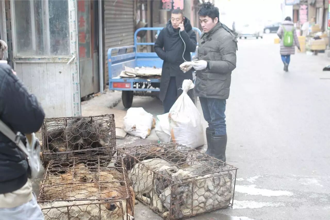 屠夫一时心软放生了怀孕的黑狗,改变了全家的命运!-怀孕期