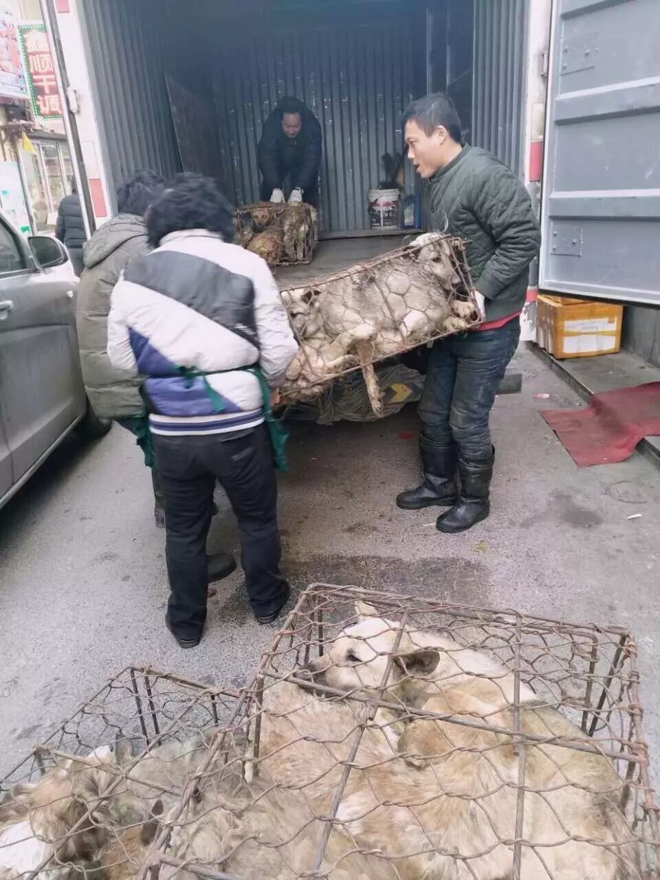 屠夫一时心软放生了怀孕的黑狗,改变了全家的命运!-怀孕期