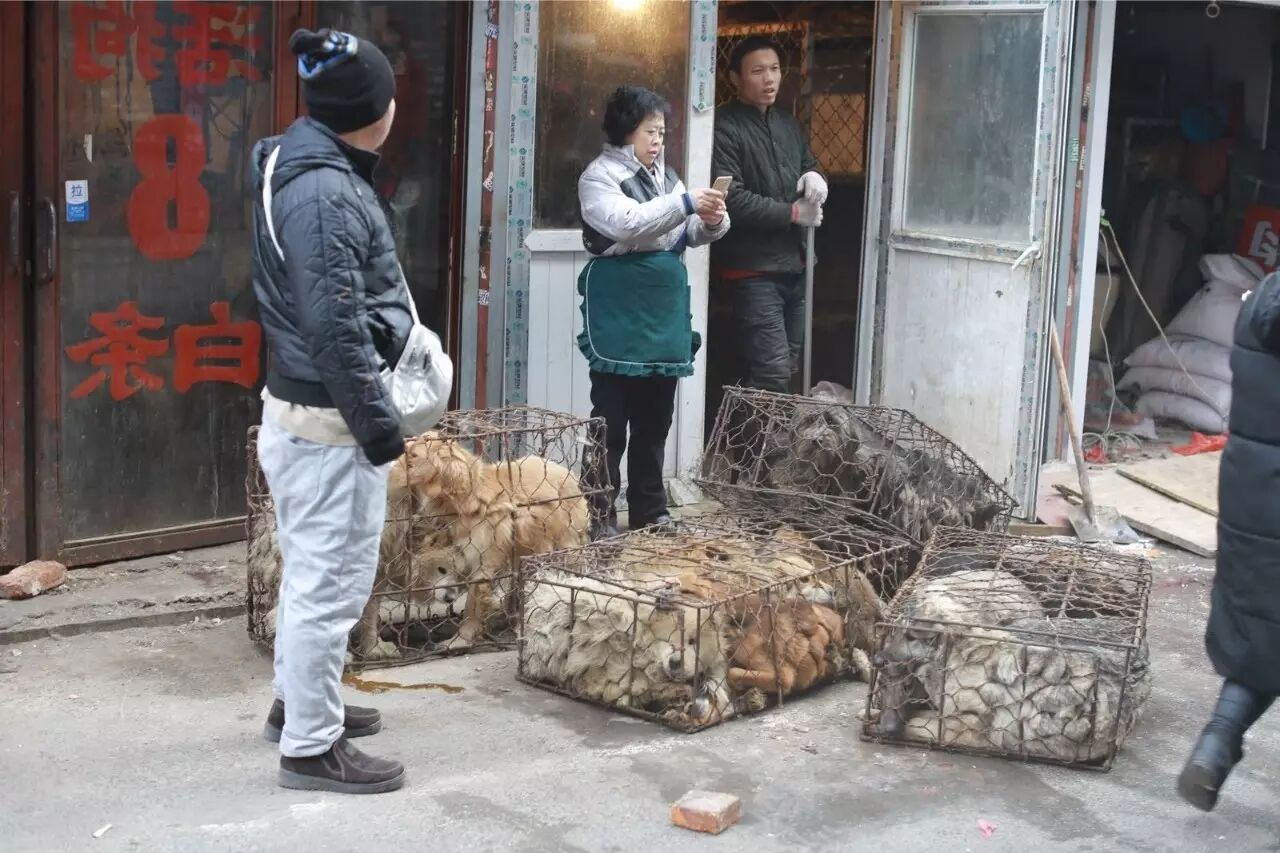 屠夫一时心软放生了怀孕的黑狗,改变了全家的命运!-怀孕期