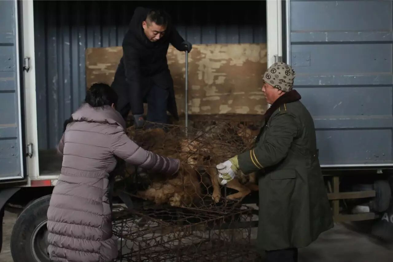 屠夫一时心软放生了怀孕的黑狗,改变了全家的命运!-怀孕期