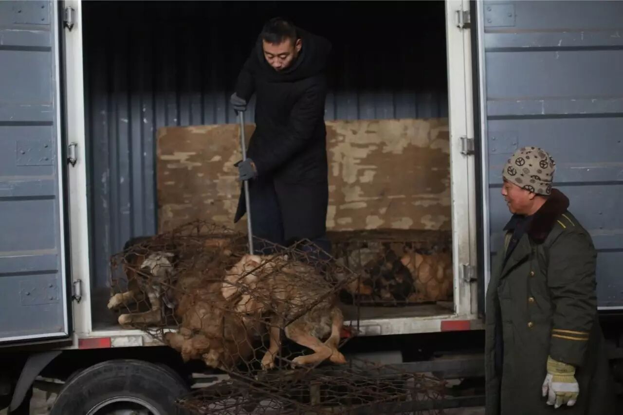 屠夫一时心软放生了怀孕的黑狗,改变了全家的命运!-怀孕期