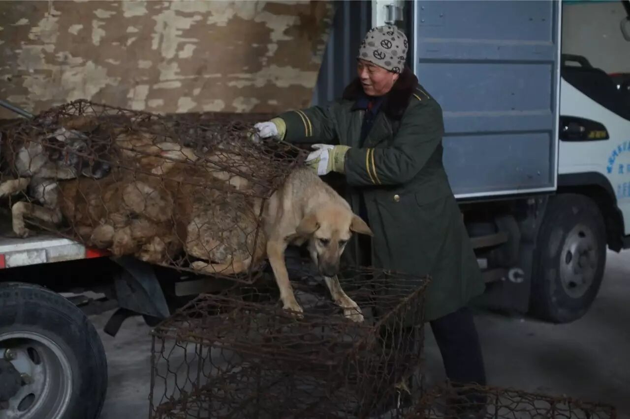 屠夫一时心软放生了怀孕的黑狗,改变了全家的命运!-怀孕期