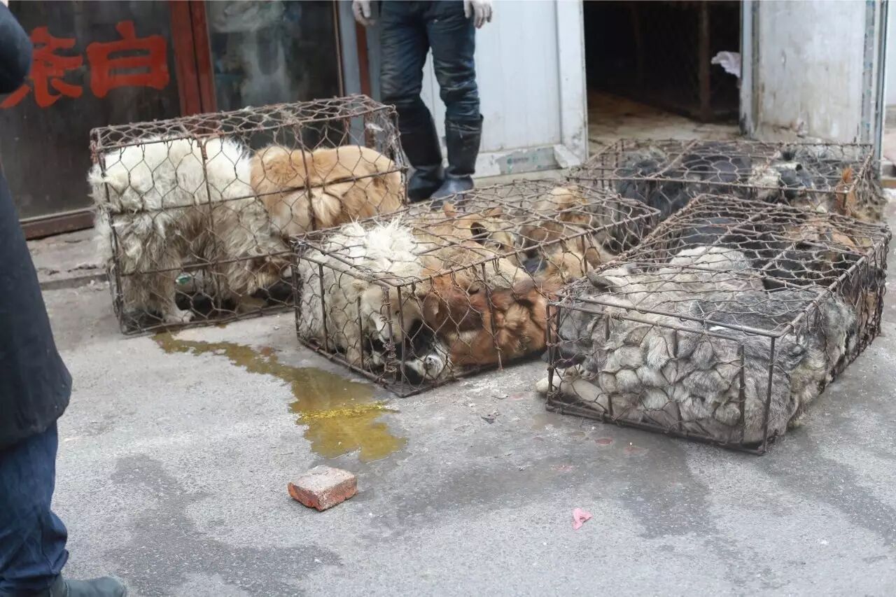 屠夫一时心软放生了怀孕的黑狗,改变了全家的命运!-怀孕期