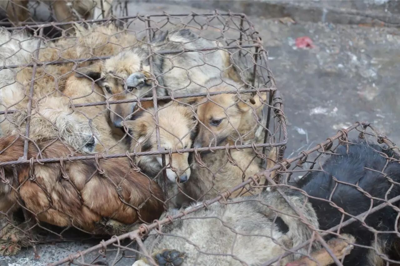 屠夫一时心软放生了怀孕的黑狗,改变了全家的命运!-怀孕期