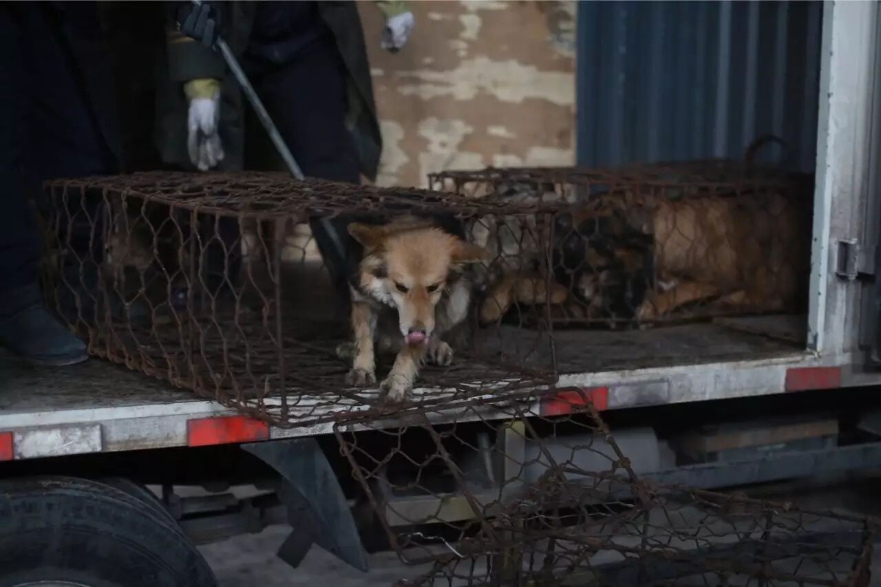 屠夫一时心软放生了怀孕的黑狗,改变了全家的命运!-怀孕期