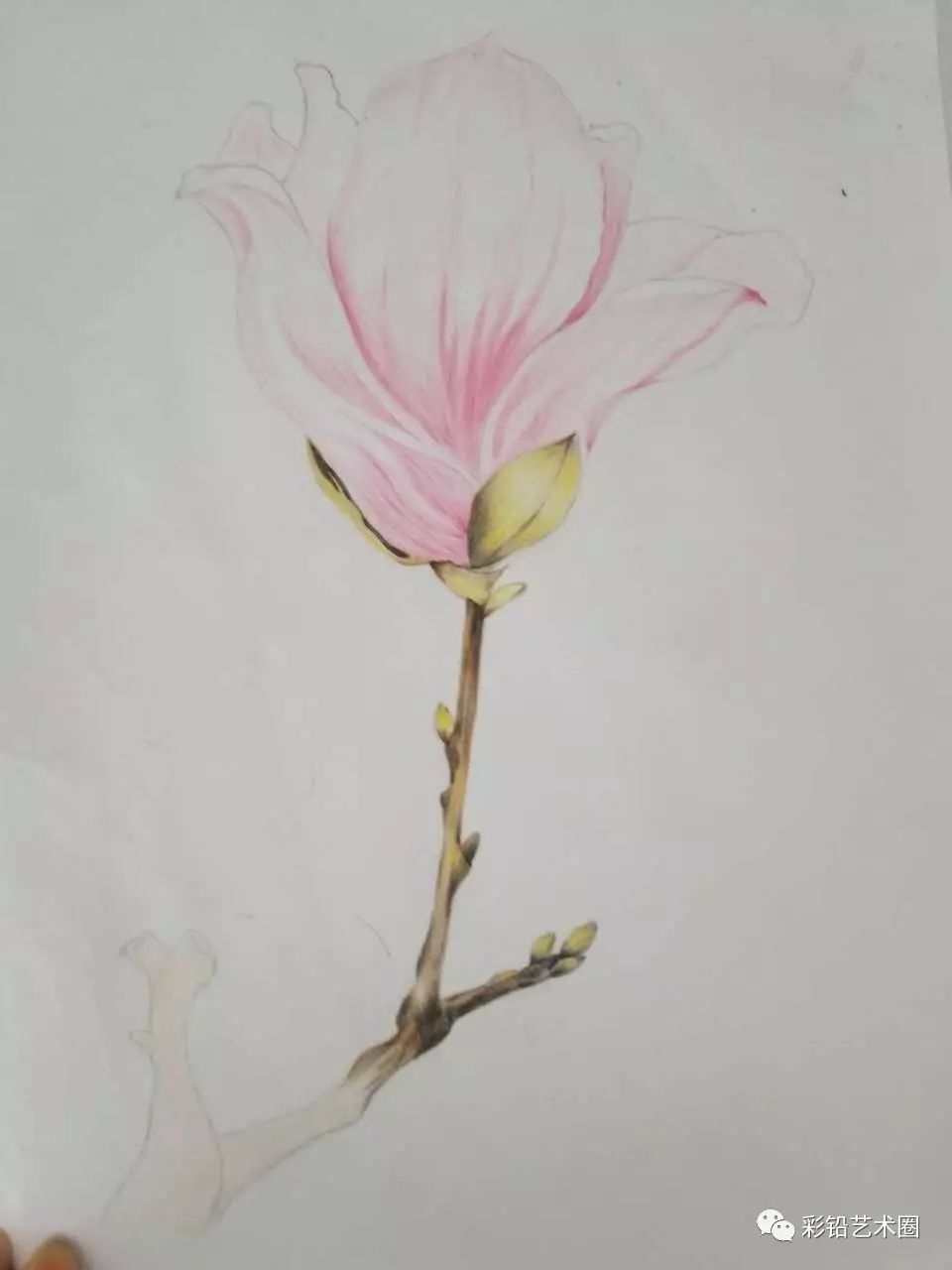 芳明手绘彩铅画《玉兰花》教程(作者:黄康红)