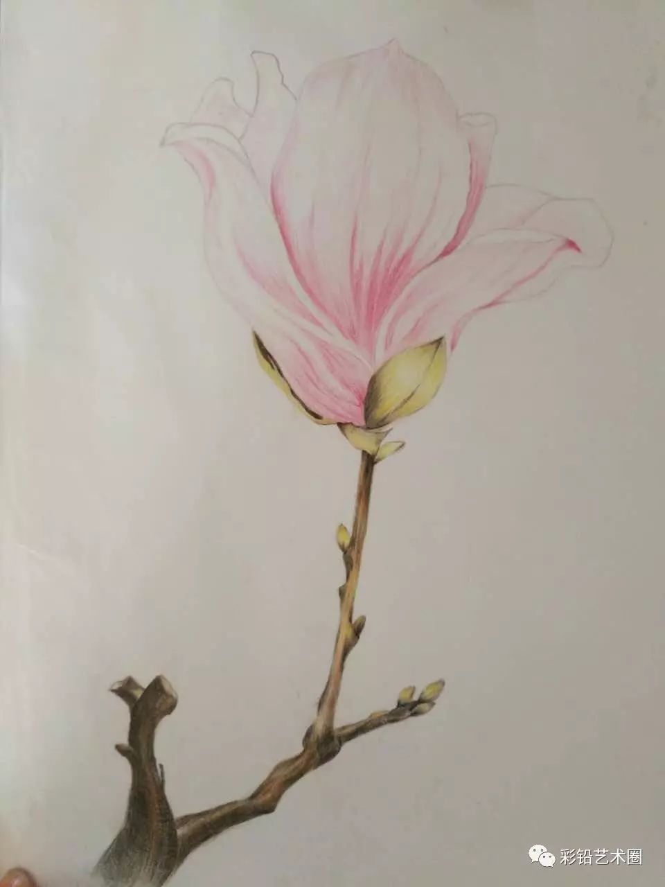 芳明手绘彩铅画《玉兰花》教程(作者:黄康红)