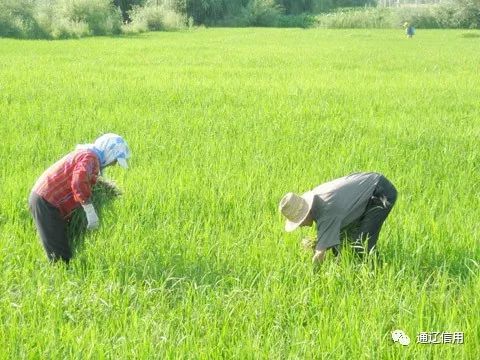 沙漠水稻长势喜人  农民正在稻田里拔草 aaa信用评级 aaa信用证书