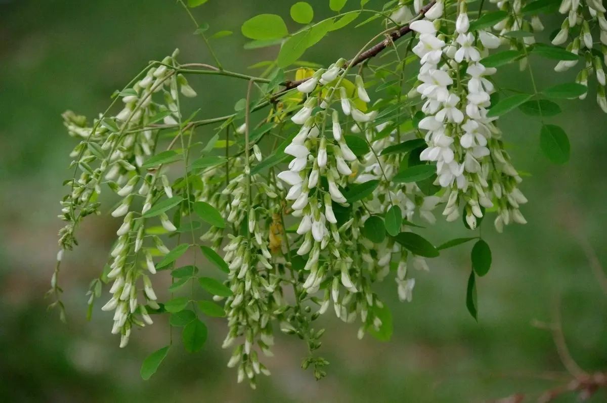 第五种槐花(洋槐,国槐)