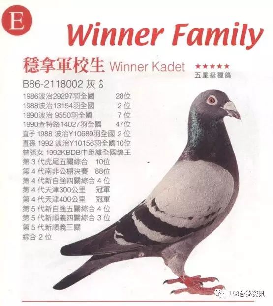 这羽大名鸽由已故林云达先生引进台湾之后,取名"稳拿军校生".