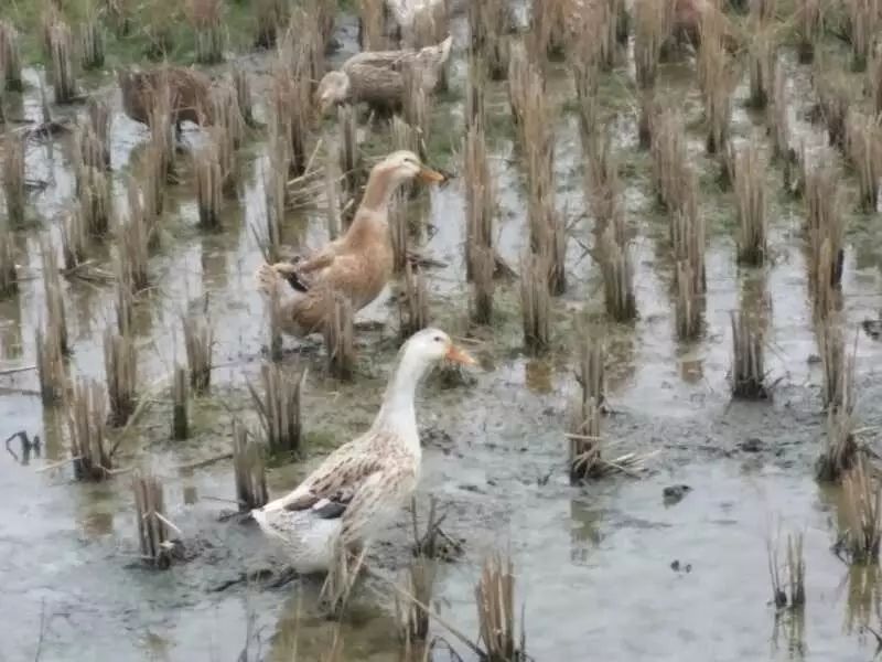 李家阿婆的浓浓腊味,浓浓年味