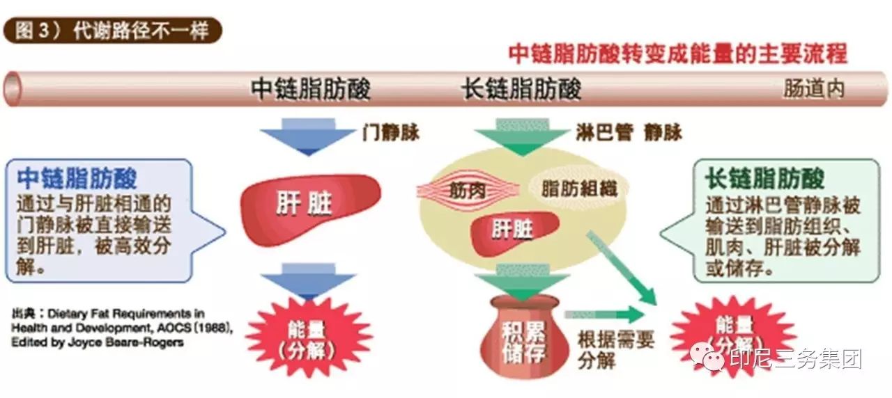 中短链脂肪酸能通过与肝脏相通的门静脉被直接输送到肝脏被高效分解