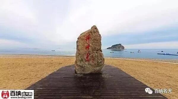 【百纳头条】:魅力四月!相聚大连!天安恶霸犬俱乐部第一届恶霸犬展会邀请您!