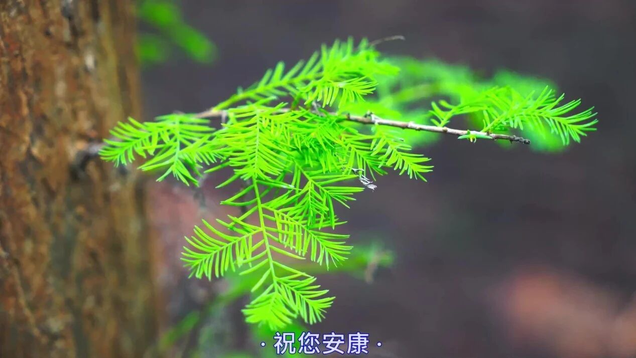 用音乐传递问候，周末快乐！