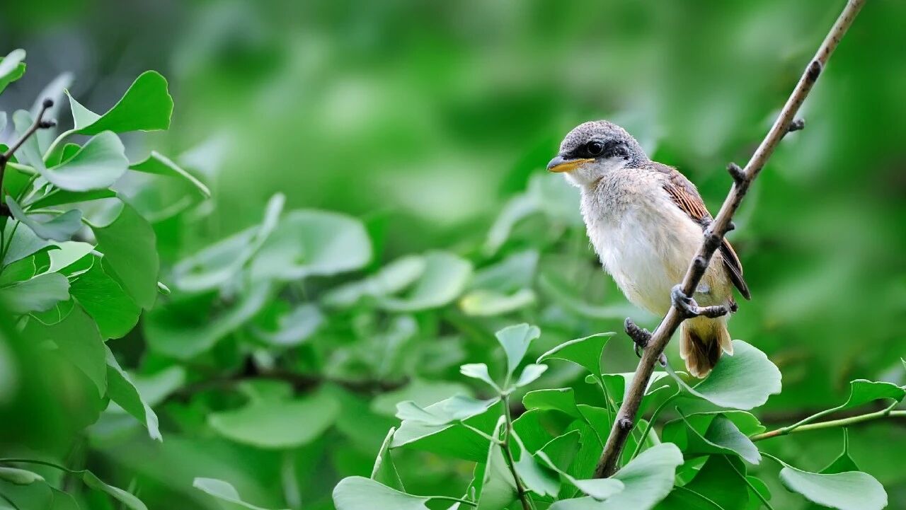 自然之音：10分钟山林鸟鸣声