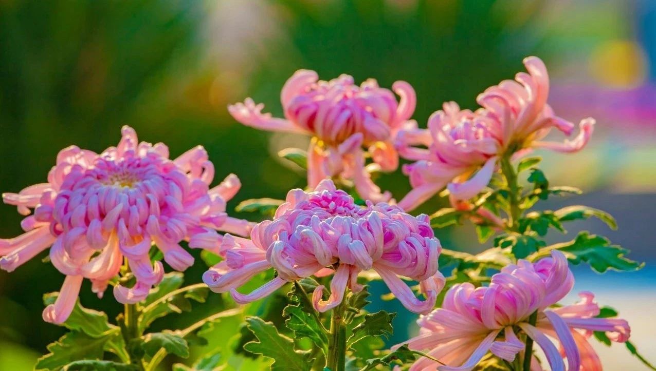 用音乐传递问候，周二早安！