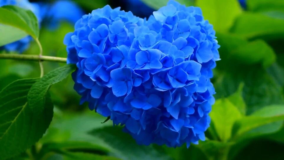 点击按钮⊙播放⭐早安！音乐祝福