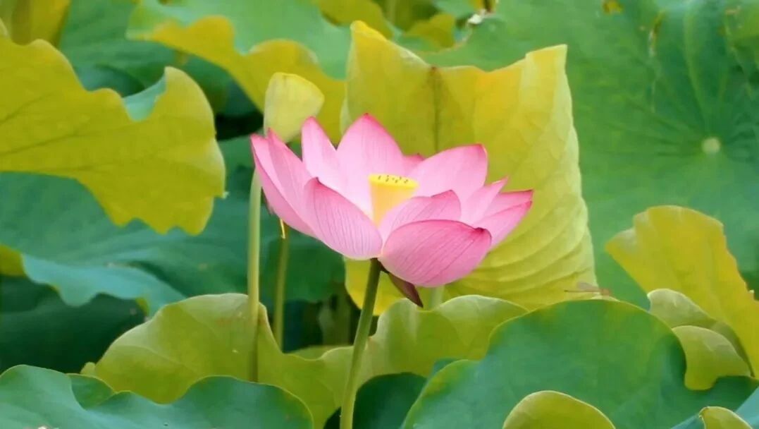 收录于合集⭐一曲雅音，愿你心静如水！