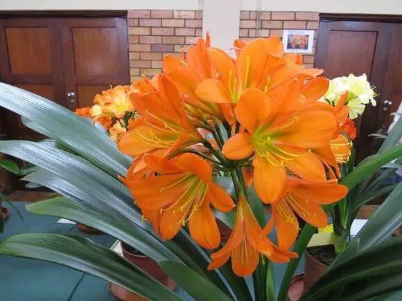 君子兰盆里埋点猛料，叶子绿的出油，年年都能开爆盆！