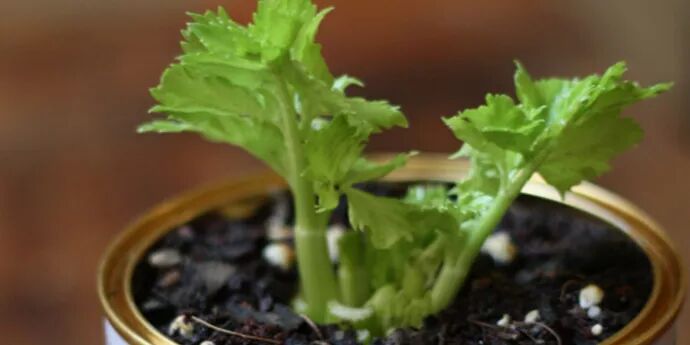 只要1个杯子，教你种出一厨房的菜！