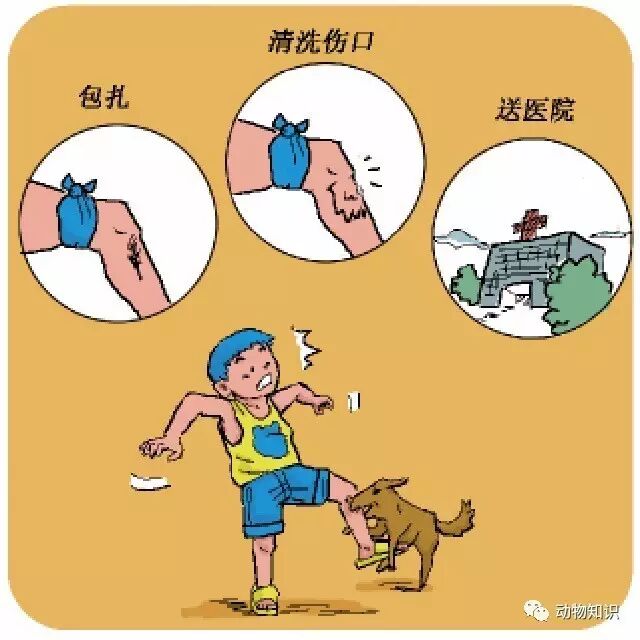 動(dòng)物咬傷后，傷口怎么處理？