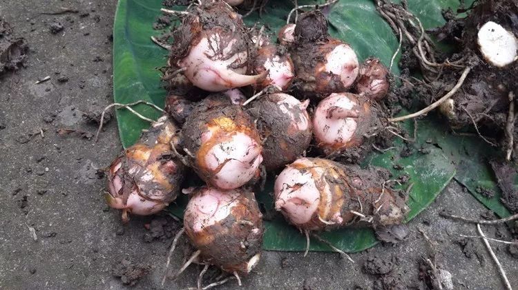 所产的芋头每株产有芋仔6-8个,寓意多子多福