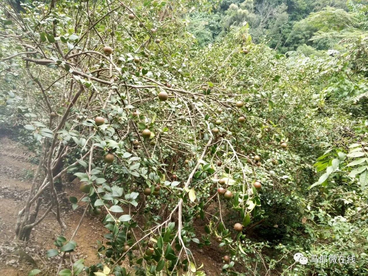 这是茶耳,它是生长在油茶树上的一种叶子,变态之后的形态,味道很脆甜.