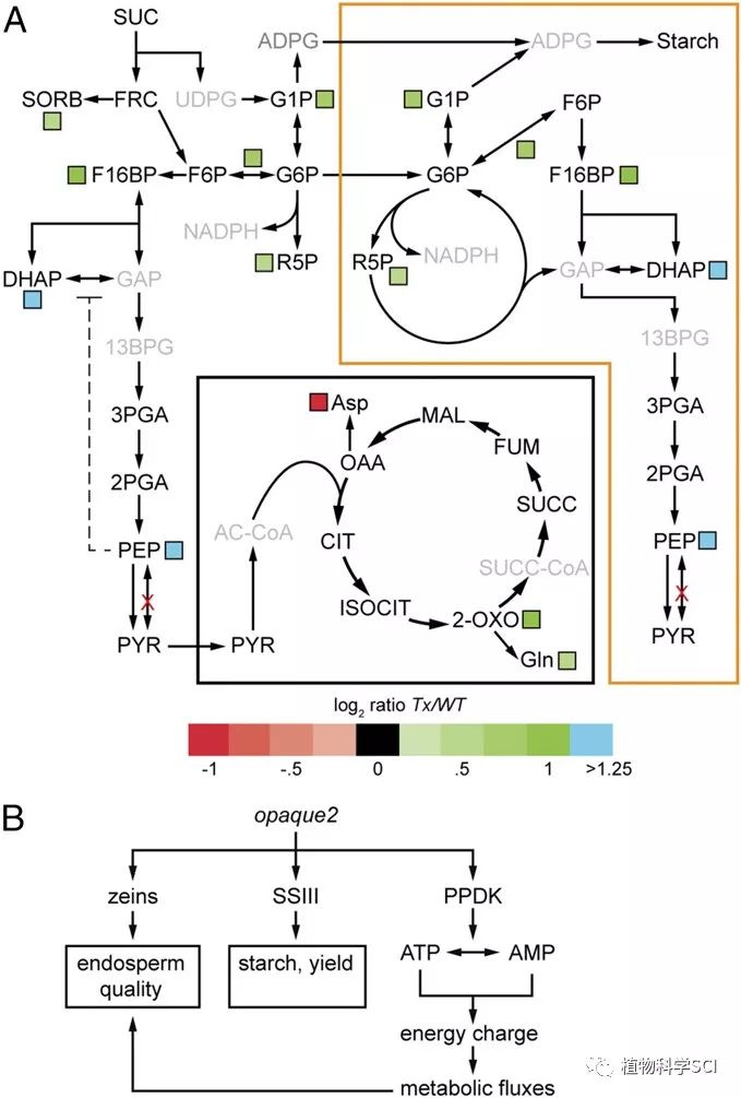 pnas∣编码丙酮酸磷酸双激酶的玉米基因在发育胚乳中的功能研究