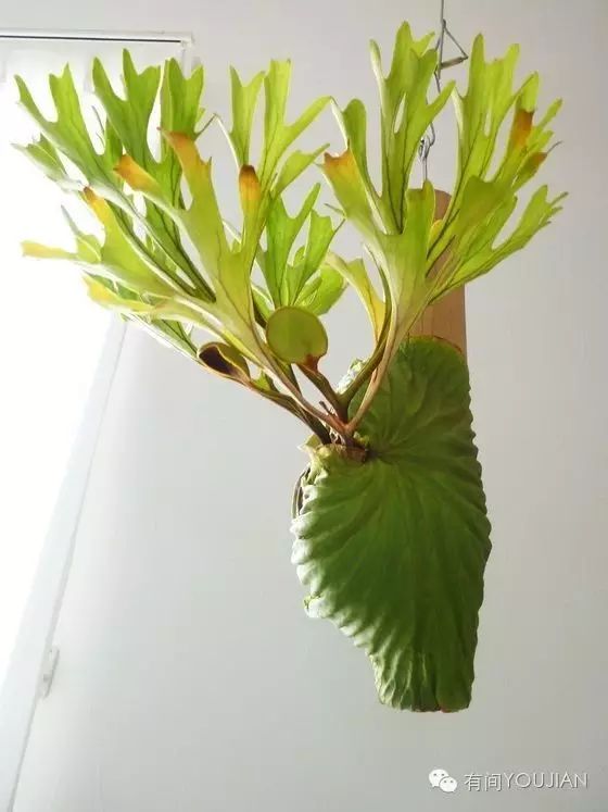 北京家装配件价格交流组,周末绿植"森林精灵"鹿角蕨