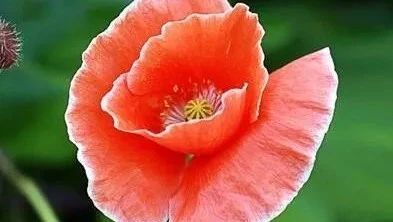 6月18日生日花 角罂粟 Horned Poppy 花语 耐心 Patience 二月春风似剪刀 微信公众号文章阅读 Wemp