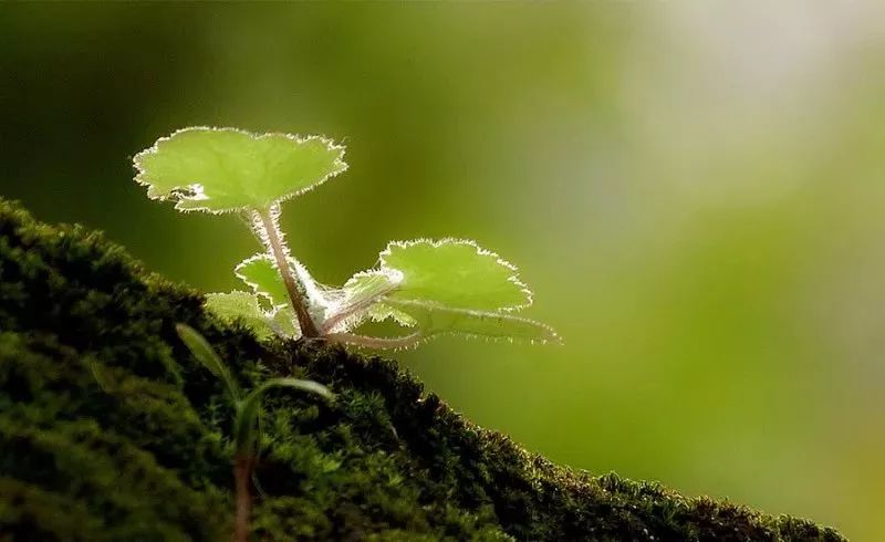 我问小草