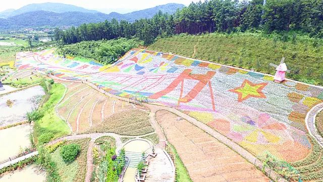 拼成壮观的长达8000 米的七彩风车花海.