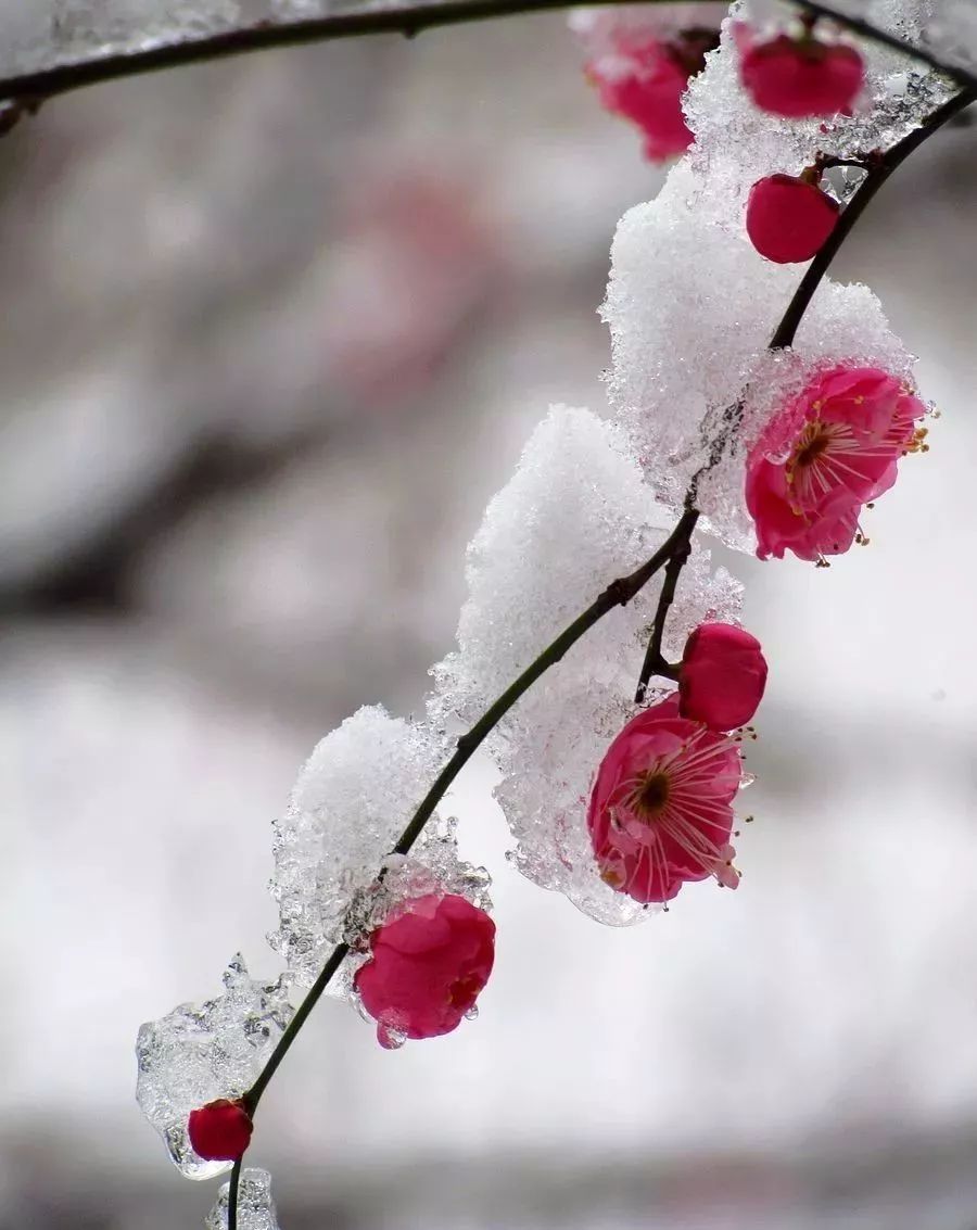等了十年的溧水雪景,这次朋友圈美疯了. - lijun的