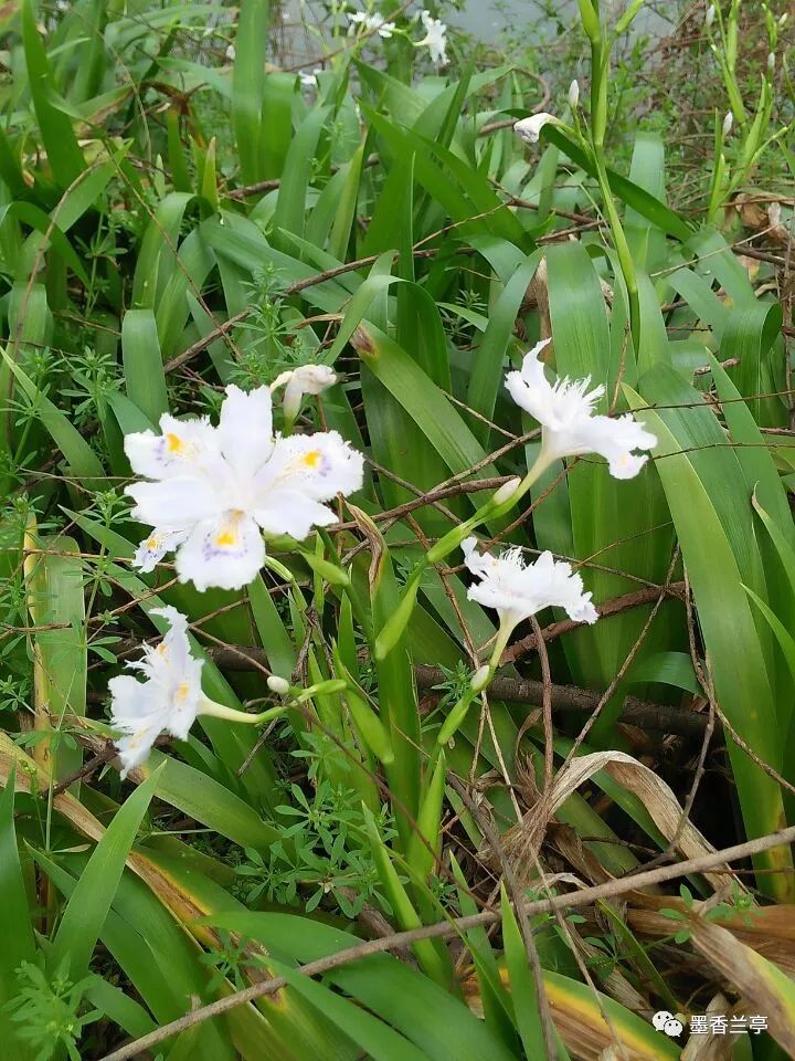 梅花是中国十大名花之首,与兰花,竹子,菊花一起列为四君子,与松,竹并