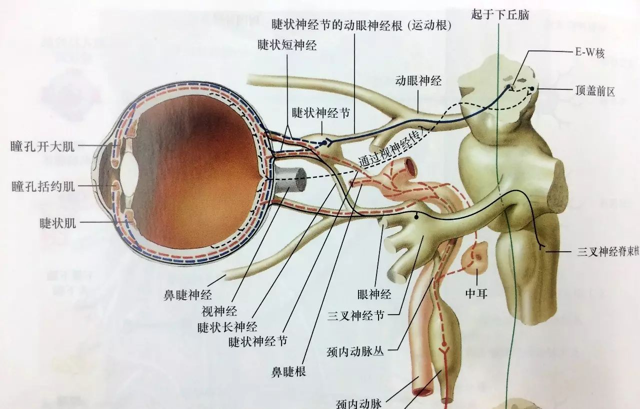 顶盖前区—两侧e-w核—动眼神经—睫状神经节--节后纤维—瞳孔括约肌