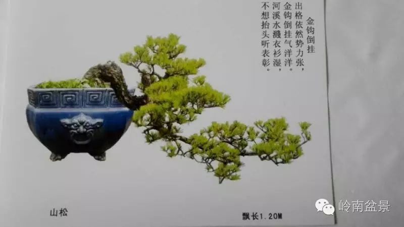 悬崖式树桩盆景是一总称.