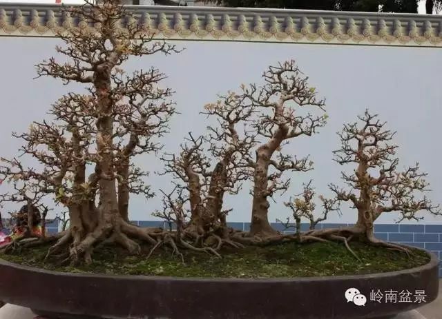 陈光明作品《红牛林》超大型盆景