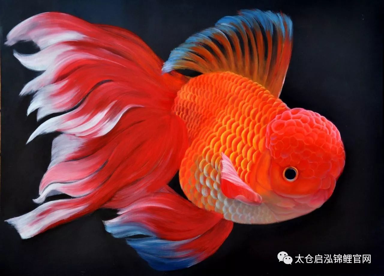 金鱼—中国金鱼通过漫长的人工饲养