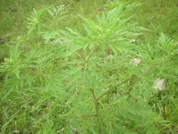 豚草属菊科一年生草本植物,其花粉含过敏原,是引起过敏性呼吸系统疾病