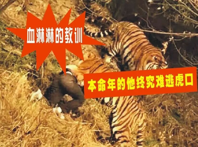 血的教训!男子误入宁波虎园,本命年犯太岁的他终究难逃虎口!