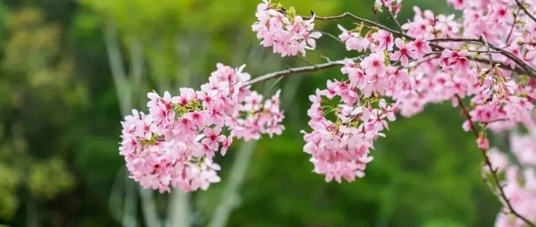 三月，与你共赴一场春暖花开。