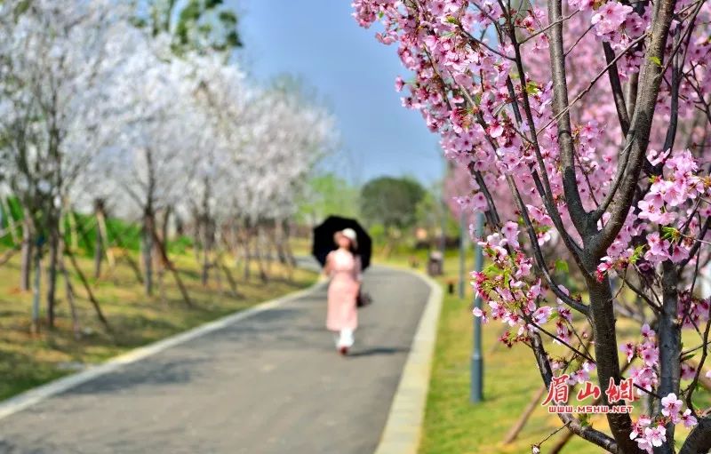 将于2018年3月16日在眉山樱花博览园拉开帷幕, 届时一场"樱花盛宴"将