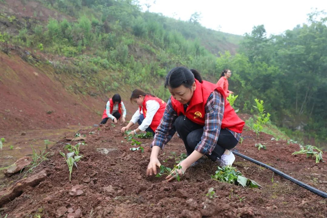 文明实践100余名志愿者帮村民及时栽种85000株红薯苗