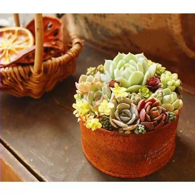 多肉植物冬天怎么养,新手必备知识点