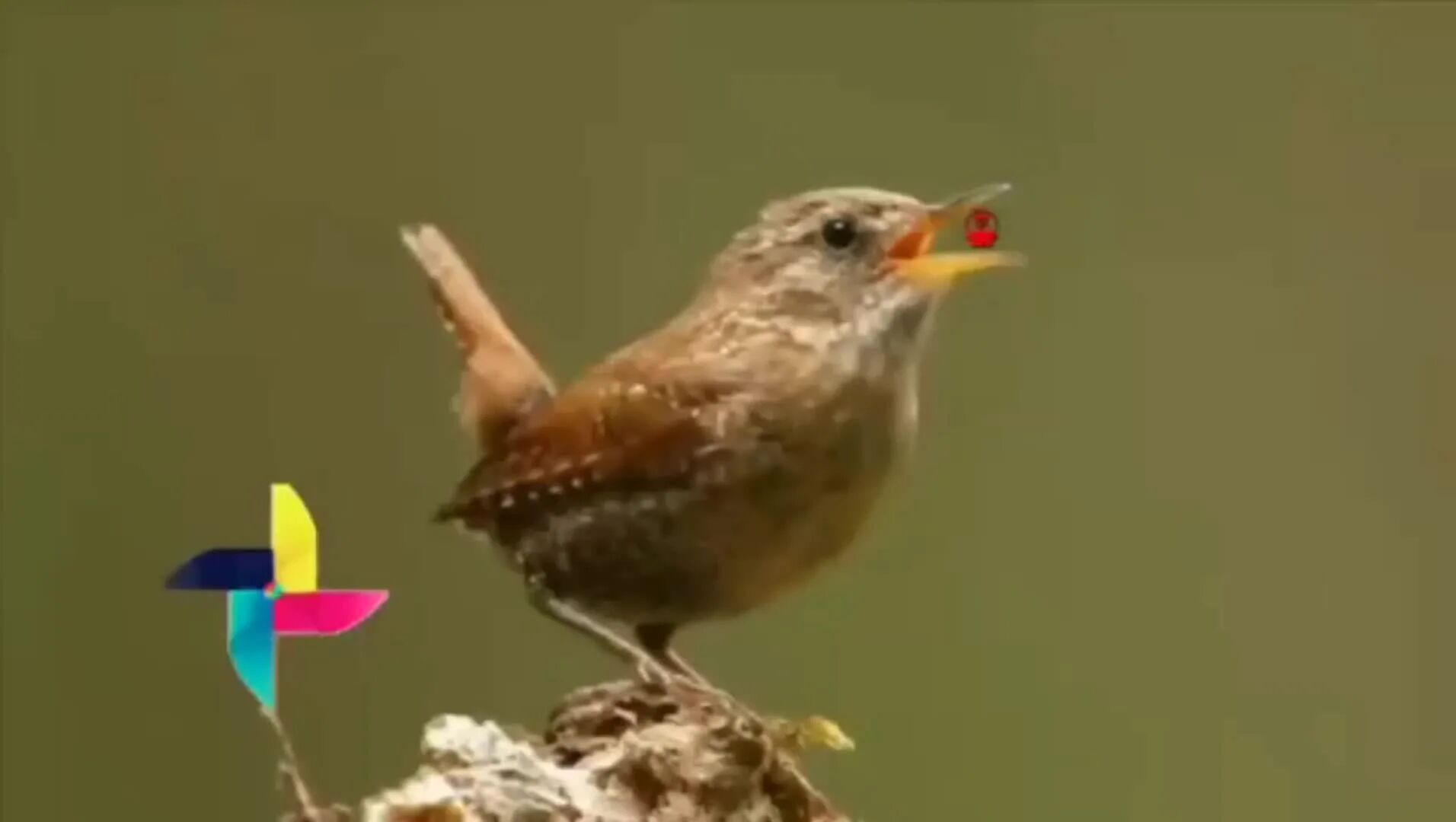 不用打字就可以聊天的图片【下】