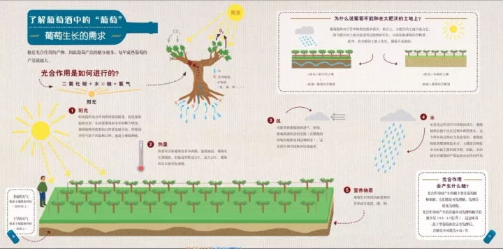 图解 | 一瓶葡萄酒到底是怎么酿造出来的？